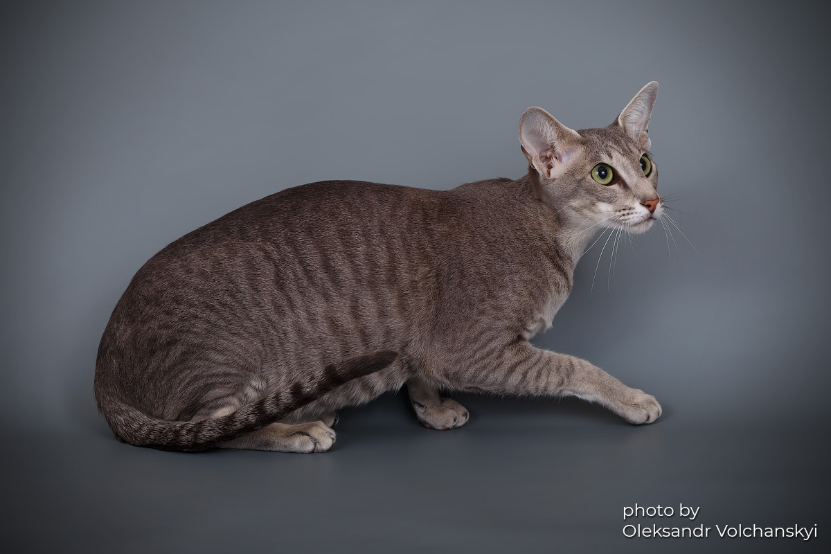 Oriental cat at home