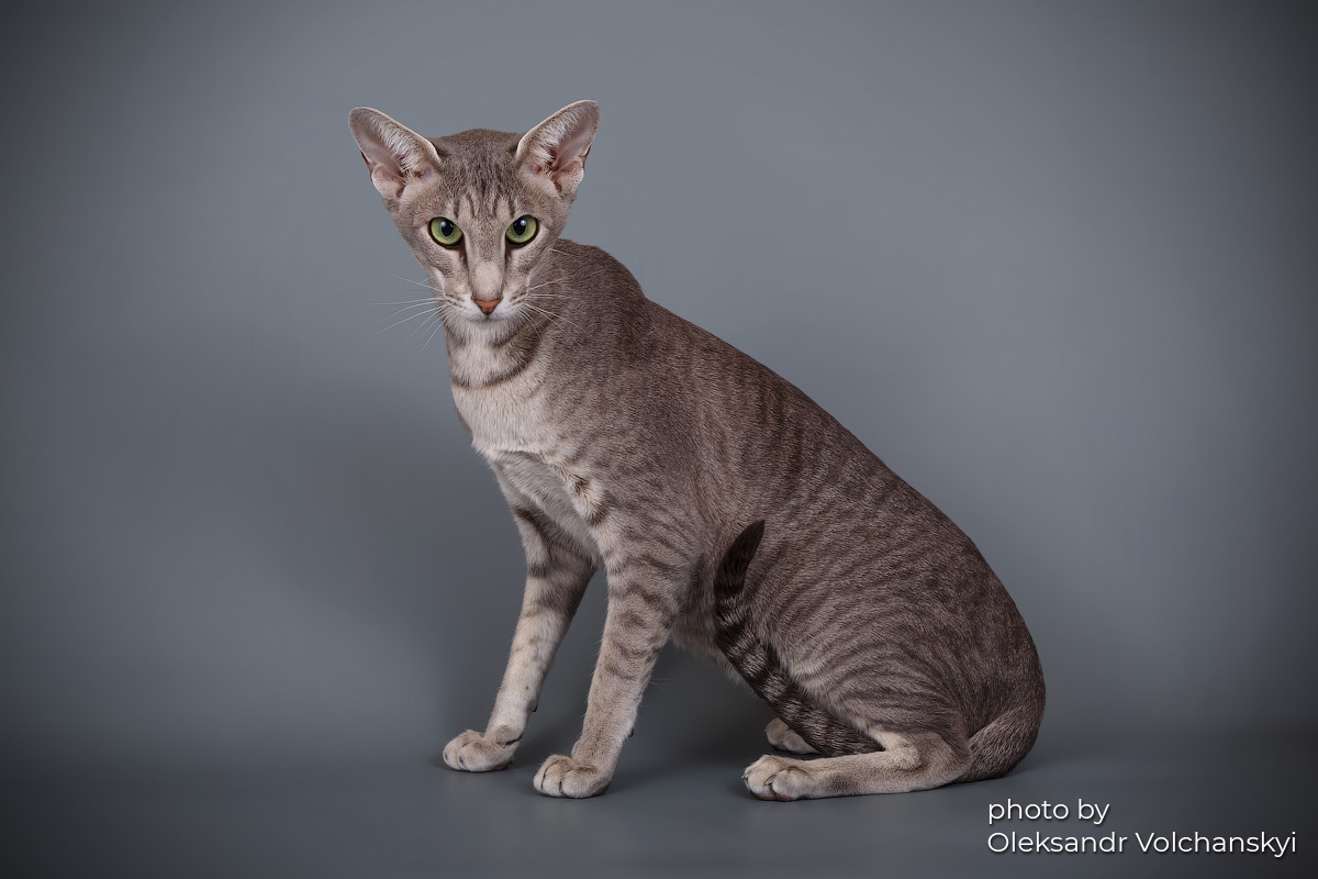 Oriental cat looking at camera