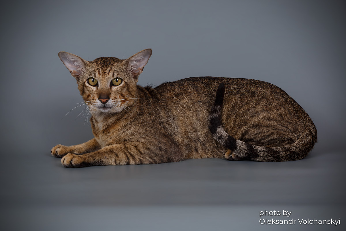 Oriental cat resting