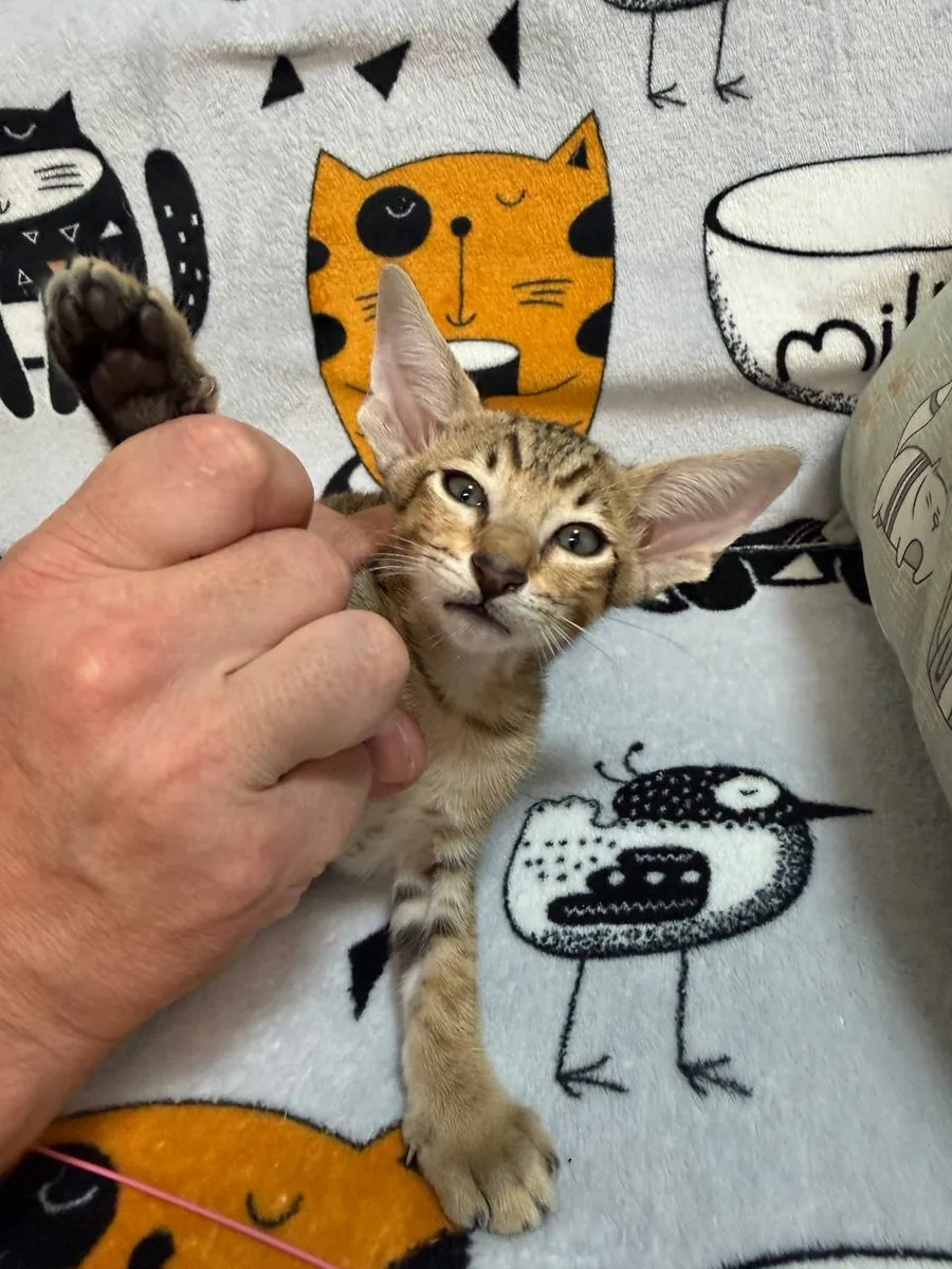 Cai, Orientalisch-Kurzhaar-Kätzchen, Schwarz getupft-tabby