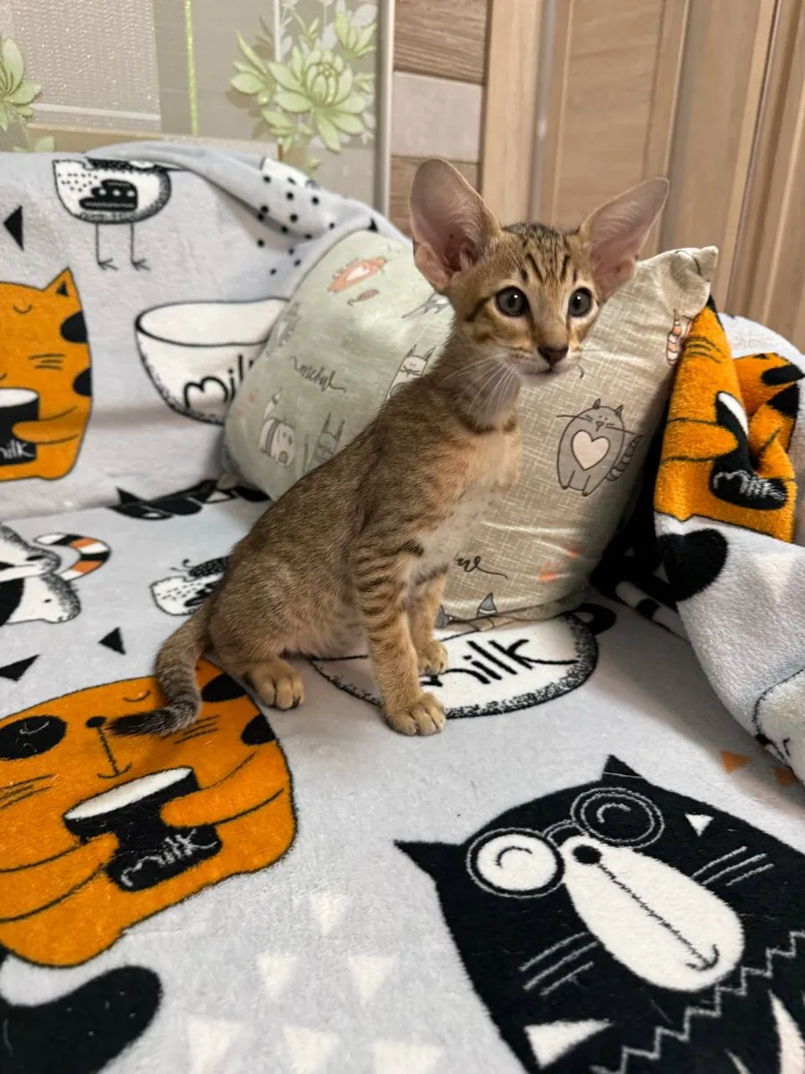Cai, Orientalisch-Kurzhaar-Kätzchen, Schwarz getupft-tabby