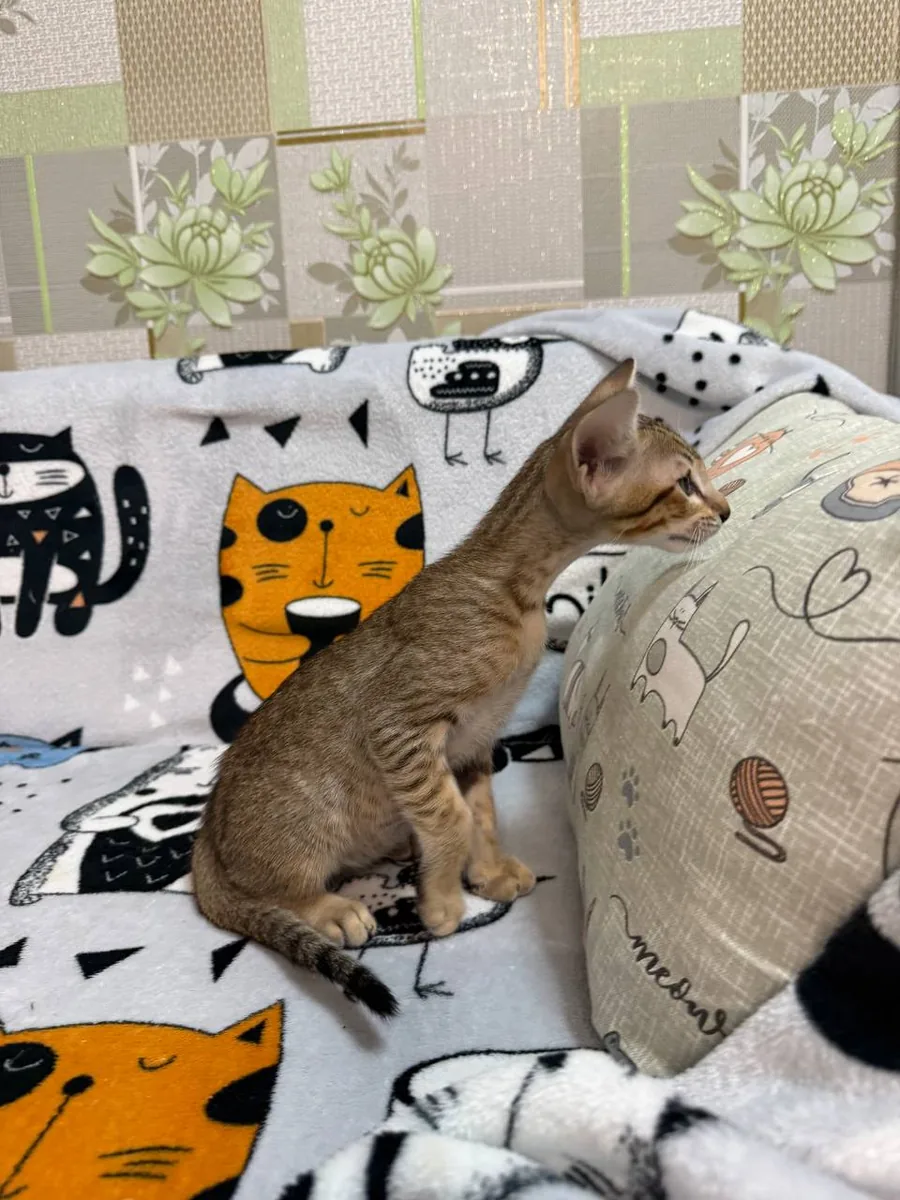 Cai, Orientalisch-Kurzhaar-Kätzchen, Schwarz getupft-tabby