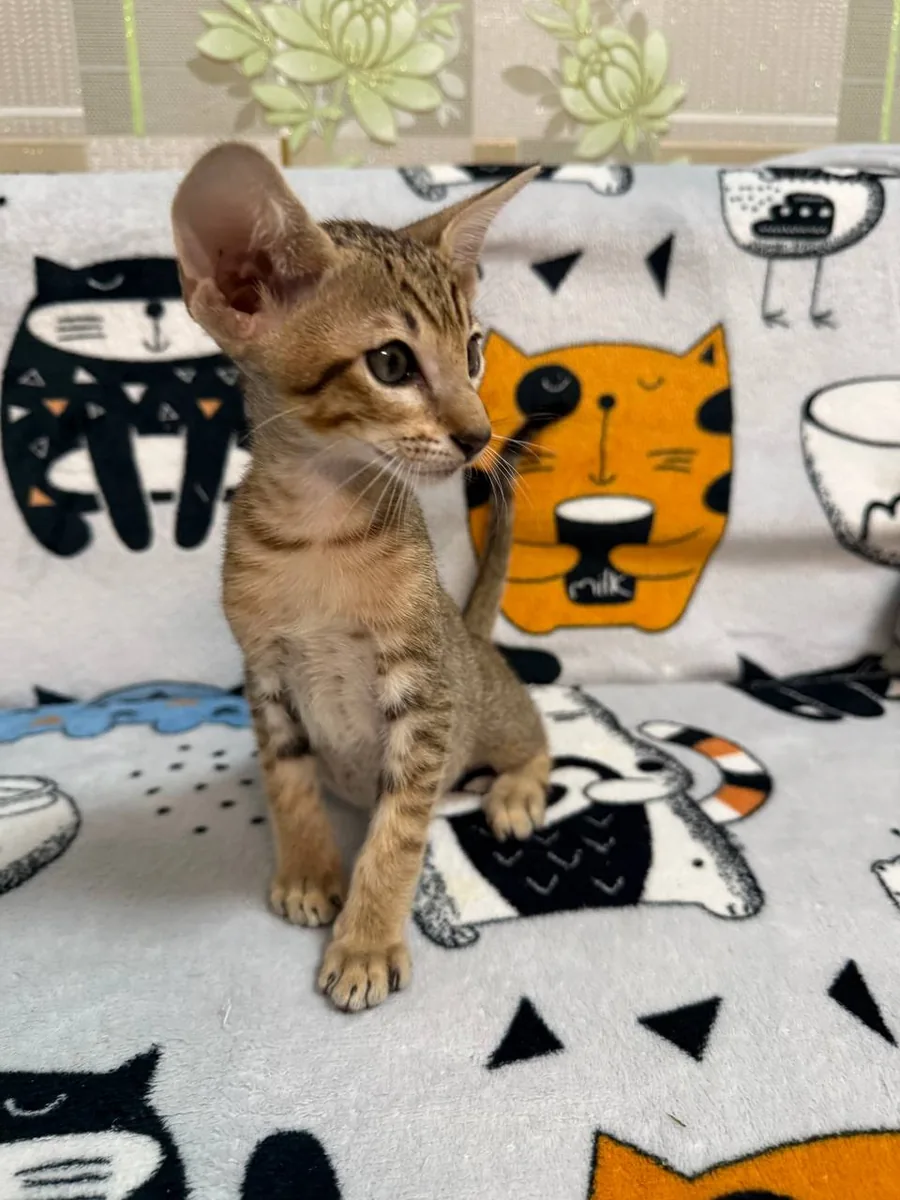 Cai, Orientalisch-Kurzhaar-Kätzchen, Schwarz getupft-tabby