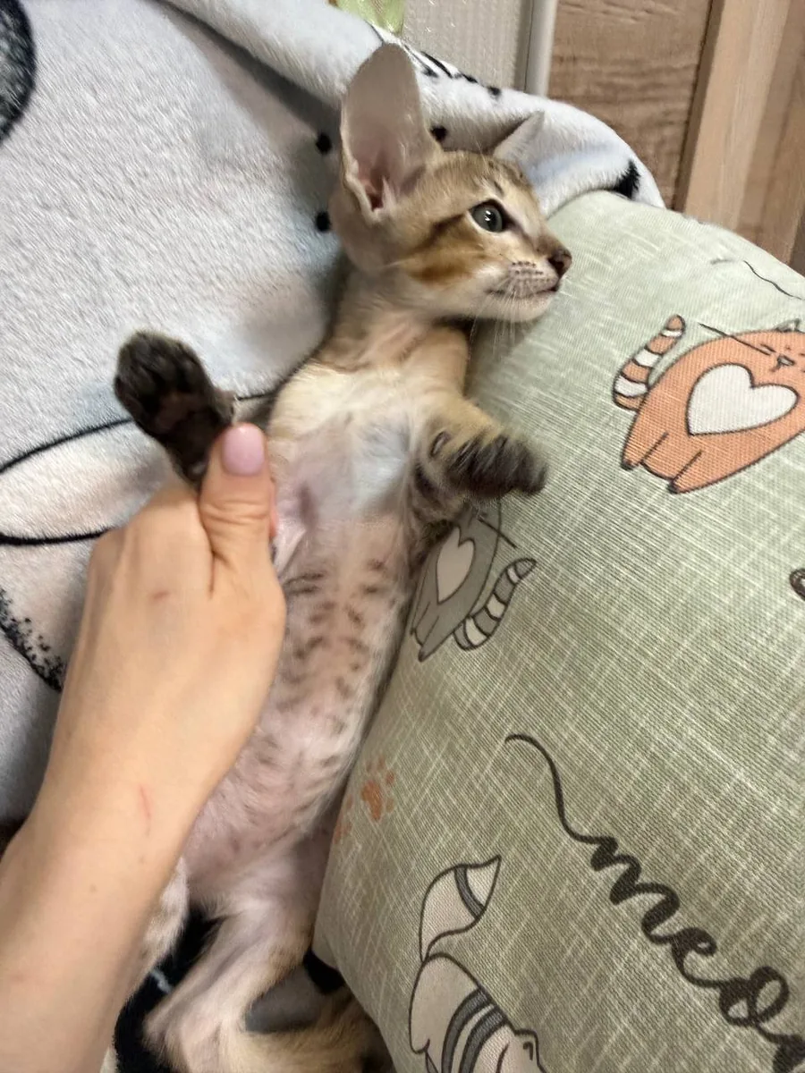 Caramel, Orientalisch-Kurzhaar-Kätzchen, Schwarz getupft-tabby