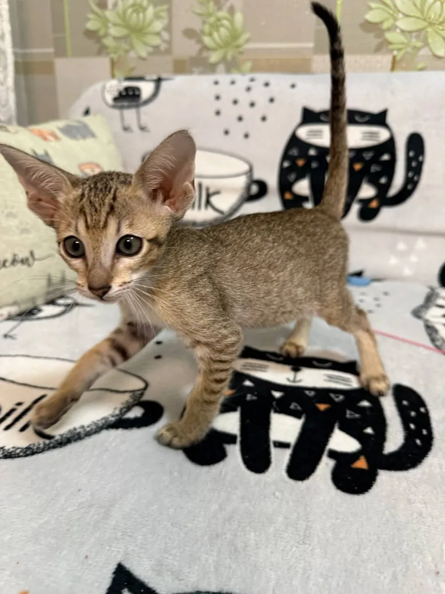 Caramel, Orientalisch-Kurzhaar-Kätzchen, Schwarz getupft-tabby
