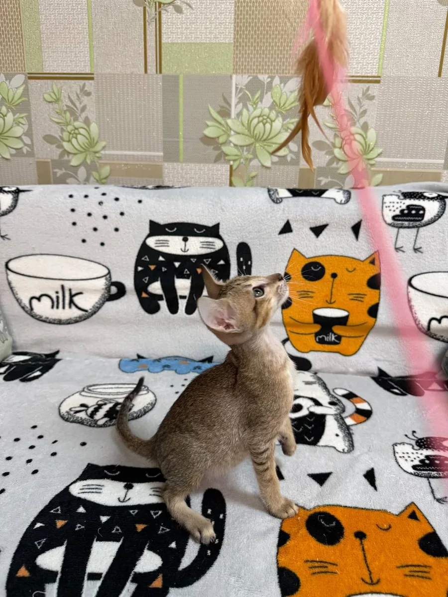 Caramel, Orientalisch-Kurzhaar-Kätzchen, Schwarz getupft-tabby