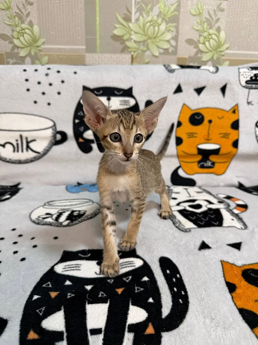 Caramel, Orientalisch-Kurzhaar-Kätzchen, Schwarz getupft-tabby
