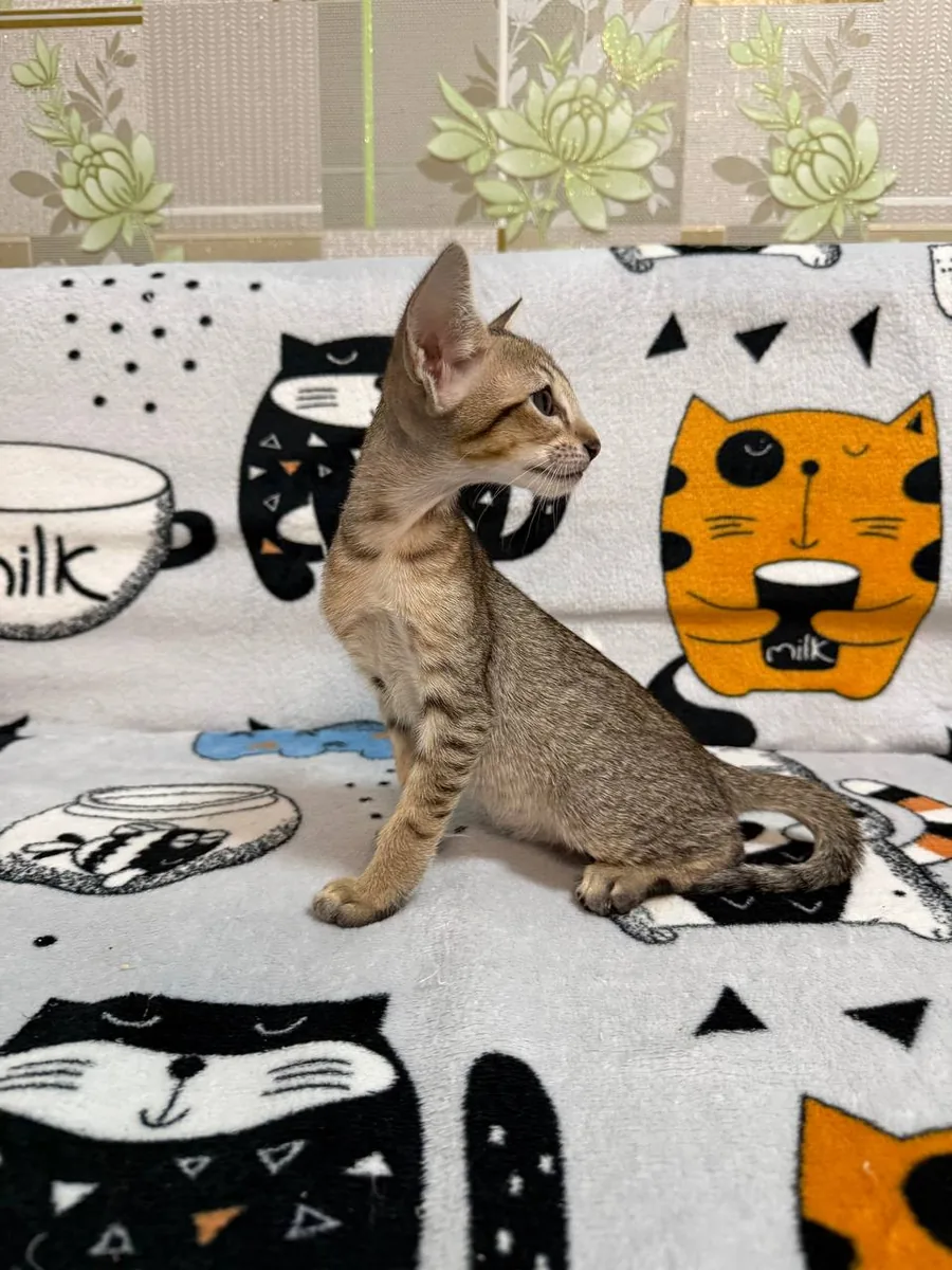 Chipa, Orientalisch-Kurzhaar-Kätzchen, Schwarz getupft-tabby