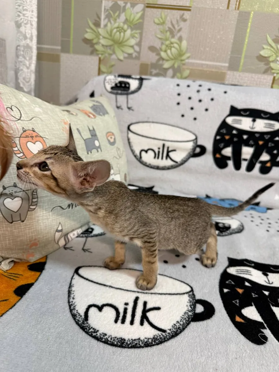 Chipa, Orientalisch-Kurzhaar-Kätzchen, Schwarz getupft-tabby