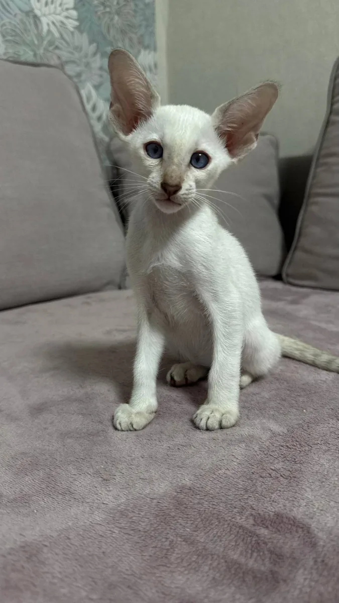 Churchill, kocię syjamskie, Seal tabby point