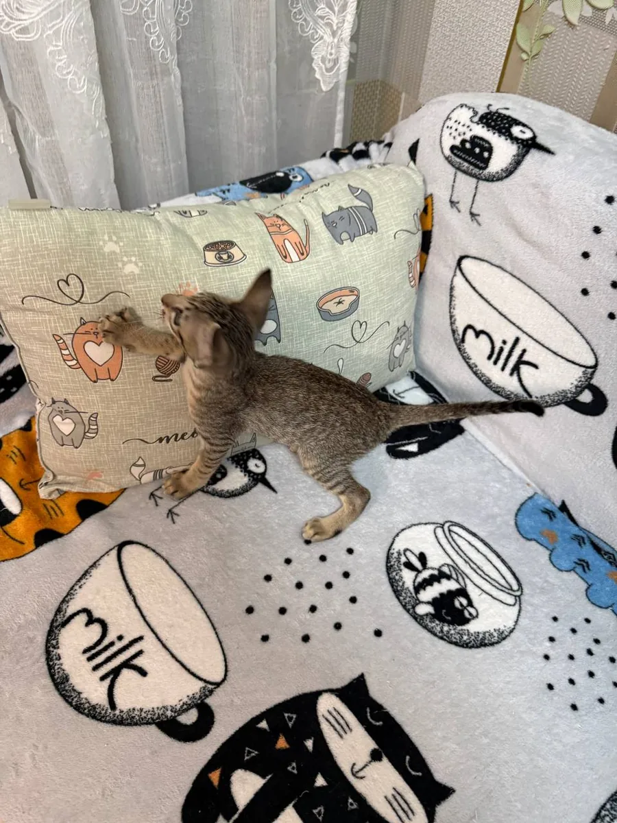Cia, Orientalisch-Kurzhaar-Kätzchen, Schwarz getupft-tabby