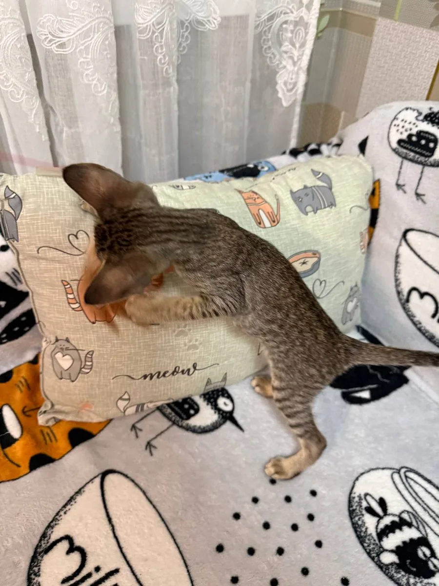 Cia, Orientalisch-Kurzhaar-Kätzchen, Schwarz getupft-tabby
