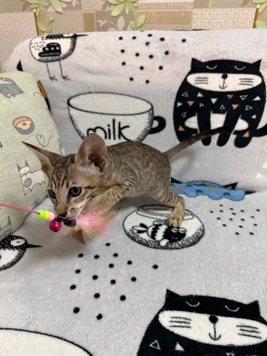 Cia, Orientalisch-Kurzhaar-Kätzchen, Schwarz getupft-tabby